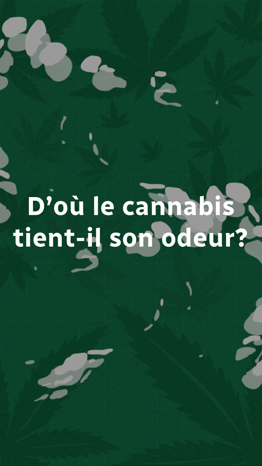 Image de présentation du projet canabis avec le titre.